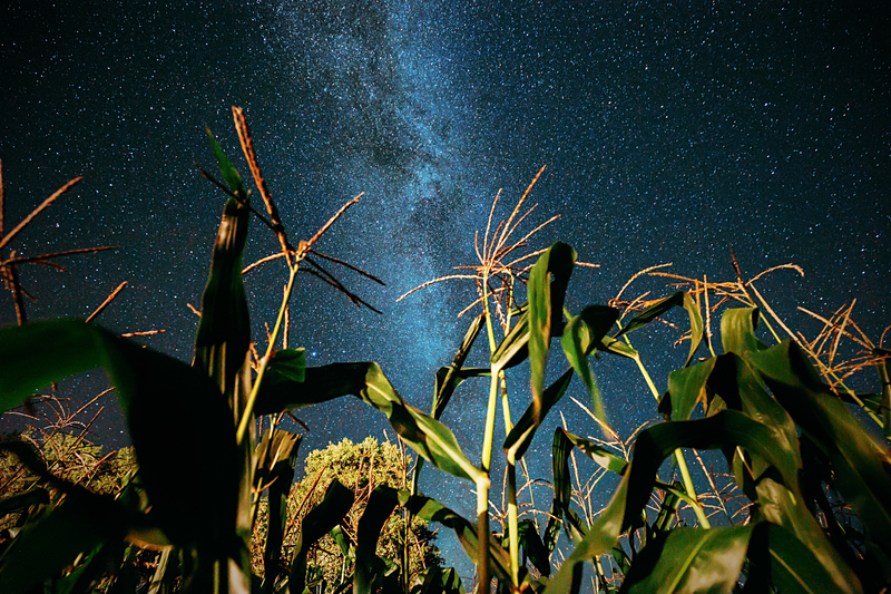 Coombs Barnyard Fall Festival and Flashlight Corn Maze Returns