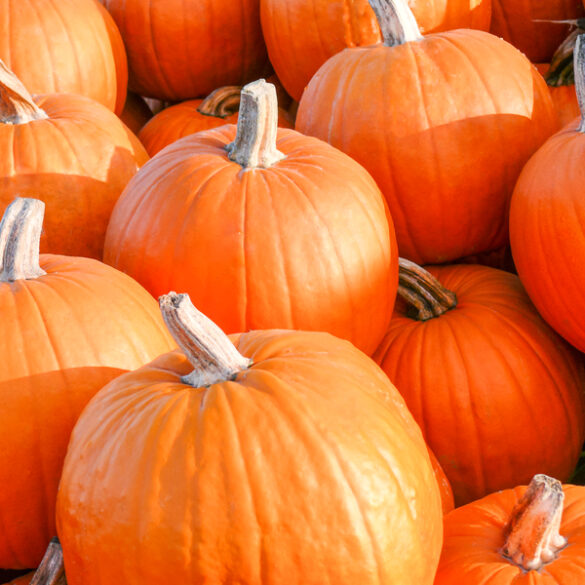 Hill creek farms launches 2024 season with u-pick, farm-to-table cuisine, and live music - photo licensed by shore news network.