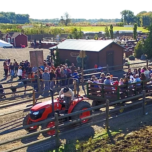 Maple leaf farms fall festival brings bull riding, music, and family fun - photo licensed by shore news network.