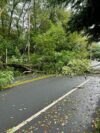 Downed tree forces road closure in holmdel