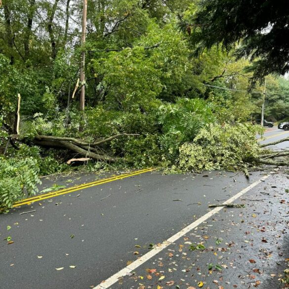 Downed tree forces road closure in holmdel - photo licensed by shore news network.