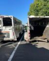 Horse rescued after new jersey turnpike accident