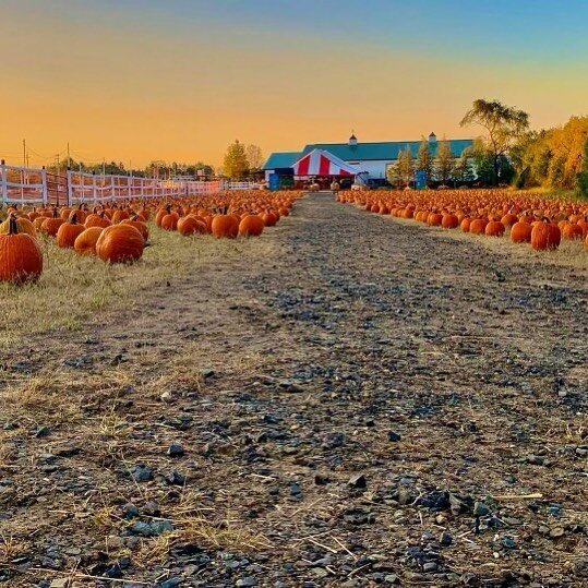 A. Casola Farms Fall Festival Offers Pumpkin Picking and Weekend Mazes