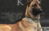 New york state police announce death of k9 cop lane