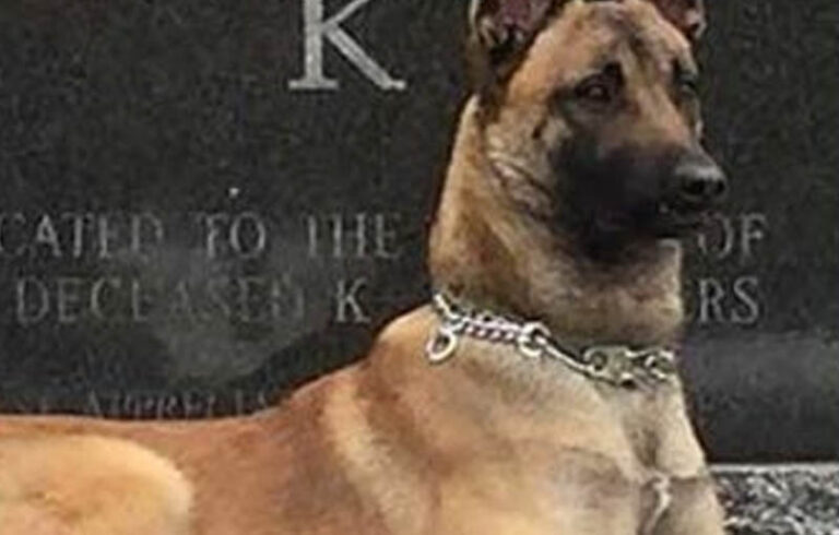 New york state police announce death of k9 cop lane - photo licensed by shore news network.