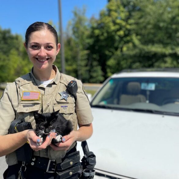 Kitten survives trip to 7-eleven in engine compartment - photo licensed by shore news network.