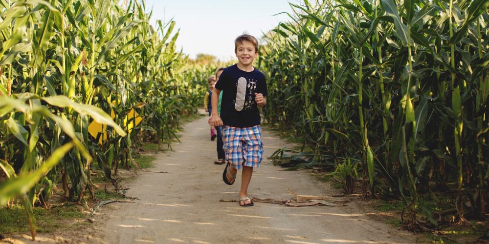 Johnson’s Corner Farm Fall Festival Offers Family-Friendly Corn Maze Adventure
