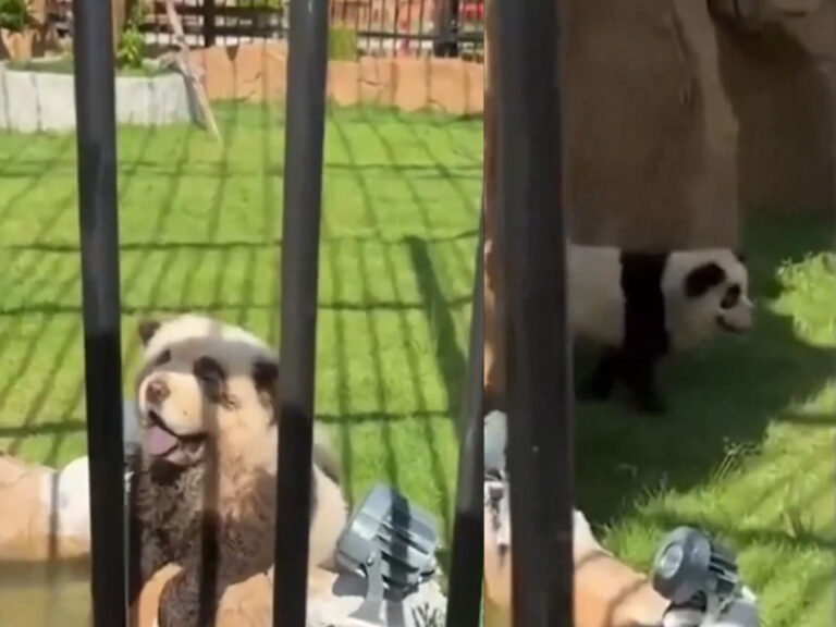 Panting panda exposes chinese zoo's scam using painted dogs as new attraction - photo licensed by shore news network.