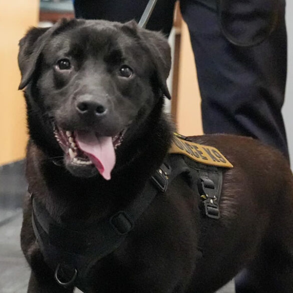 Rockland county cyber k9 dog named after hero red bandana man from 9/11 - photo licensed by shore news network.