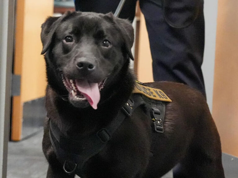 Rockland county cyber k9 dog named after hero red bandana man from 9/11 - photo licensed by shore news network.
