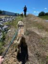 Deputies rescue two golden doodles from i-95 in stafford county