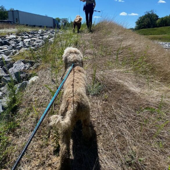 Deputies rescue two golden doodles from i-95 in stafford county - photo licensed by shore news network.