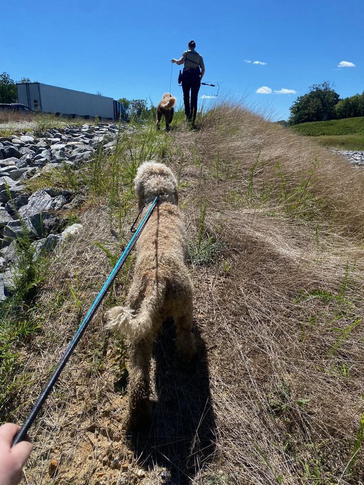 Deputies rescue two Golden Doodles from I-95 in Stafford County