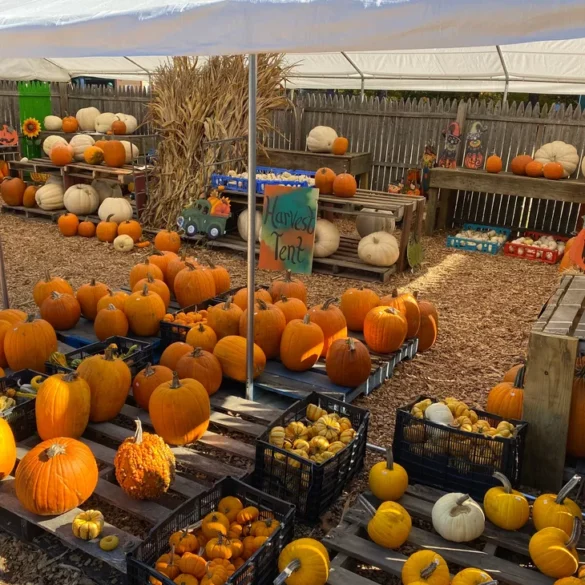 Indian acres tree farm fall fest and corn maze offers adventures for all ages - photo licensed by shore news network.