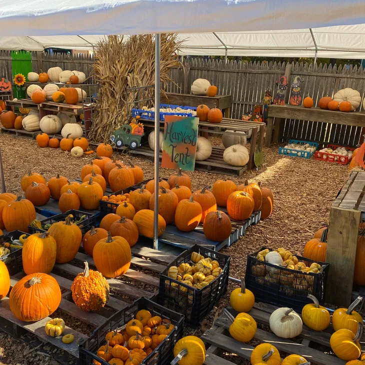 Indian Acres Tree Farm Fall Fest and Corn Maze Offers Adventures for All Ages