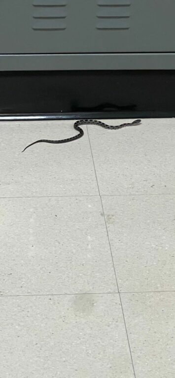 Cops Say Snake that Rattled Headquarters Was Bigger Than it Looks Cops Say Snake that Rattled Headquarters Was Bigger Than it Looks
