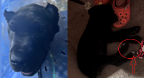 Desperate Search Underway for Beloved Puppy Stolen from a boat in DC