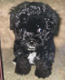 Beloved 3-month-old puppy snatched from parked car in D.C.