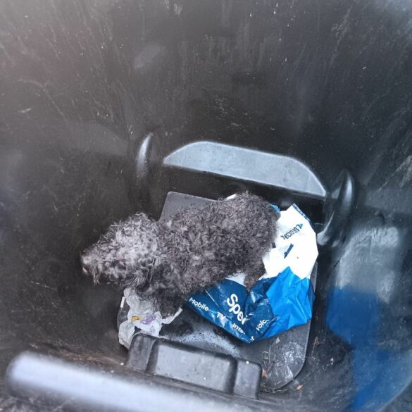 Dog found abandoned inside trash can in syracuse - photo licensed by shore news network.