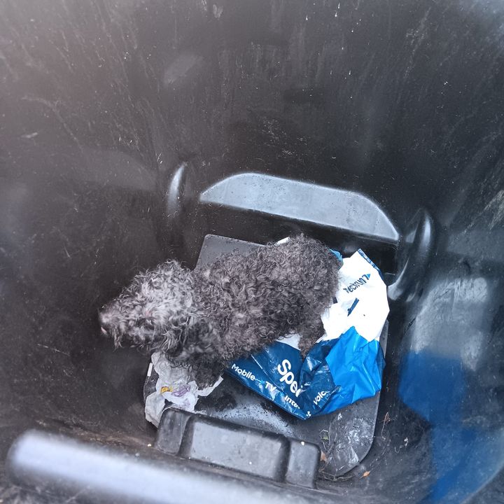 Dog Found Abandoned Inside Trash Can in Syracuse