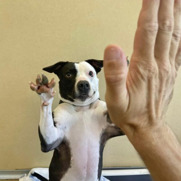 Longtime shelter pup panda finds forever home in heartwarming ‘foster win’ - photo licensed by shore news network.