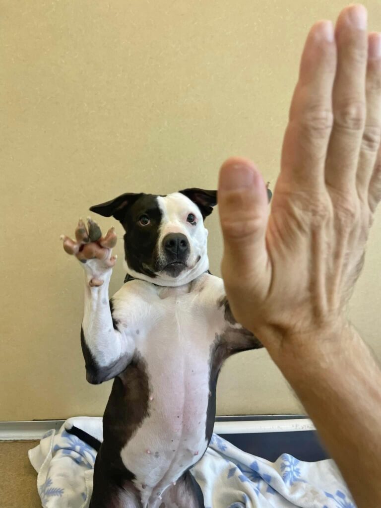 Longtime shelter pup panda finds forever home in heartwarming ‘foster win’ - photo licensed by shore news network.