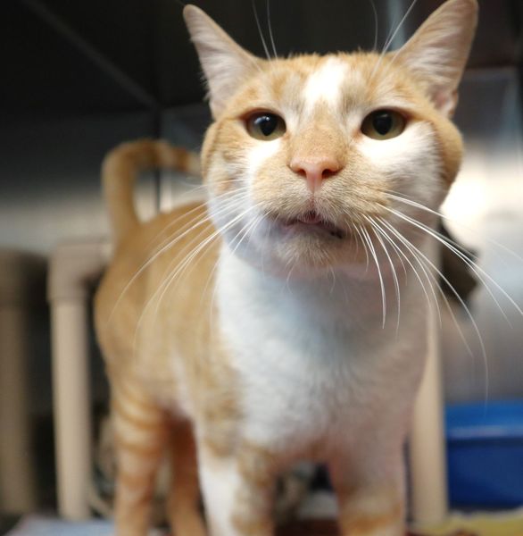 Gobstopper, the Adorably Unique Cat, Finds His Purrfect Furrever Home at Popcorn Park Shelter!