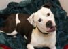 Sweet dog mason longs for a forever home after multiple shelter returns