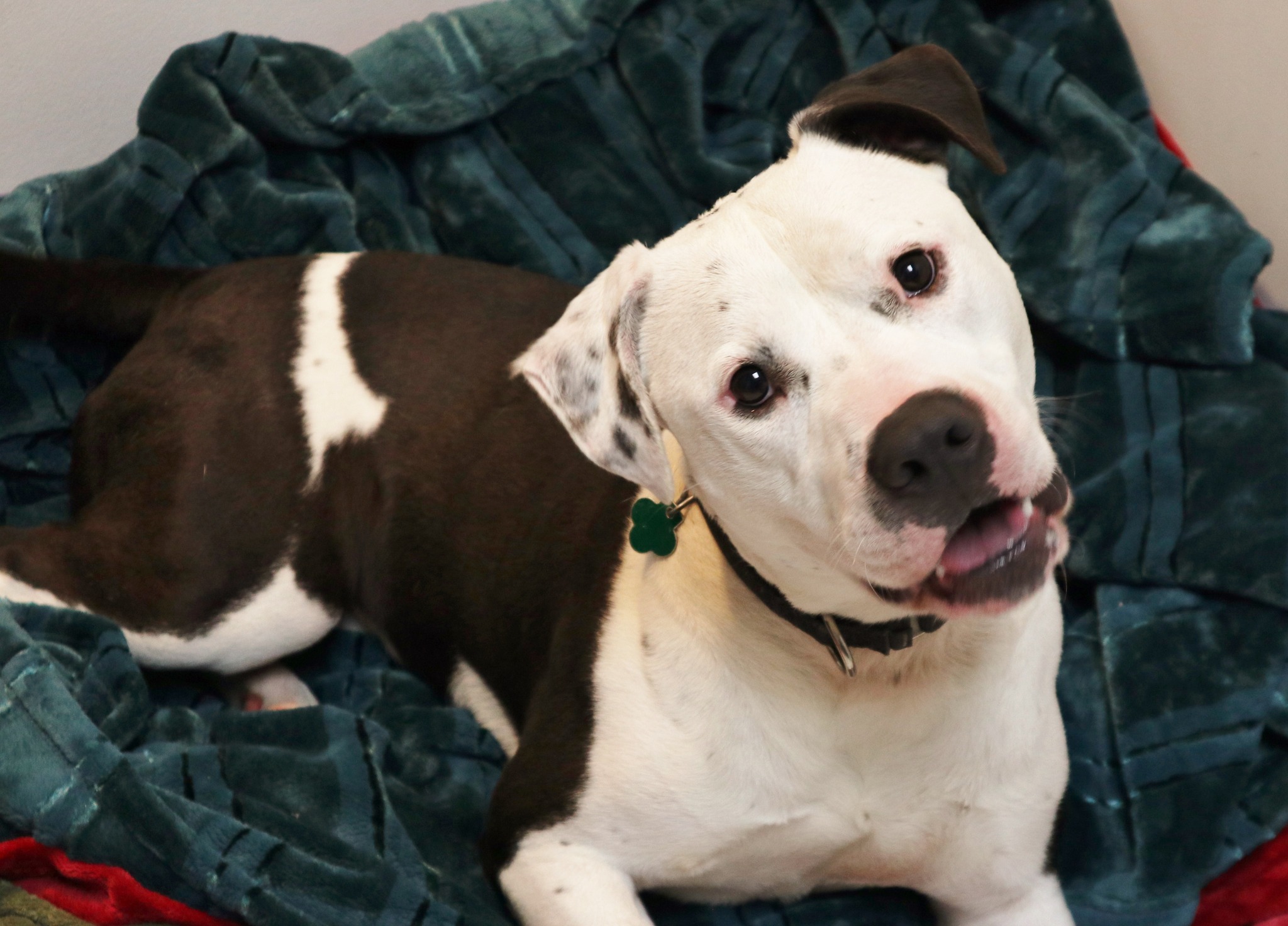 Sweet Dog Mason Longs for a Forever Home After Multiple Shelter Returns