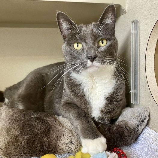 After Being Dumped Outside Home When Family Moved, Sweet Cat Searches for a New Start