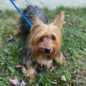Lost Dog Found by East Brunswick Police