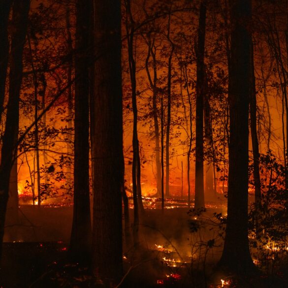 Massive north jersey wildfire reaches 90% containment, no structures threatened - photo licensed by shore news network.