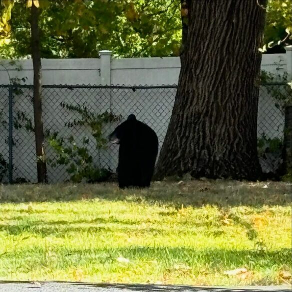 Bear sighting reported in new city - photo licensed by shore news network.
