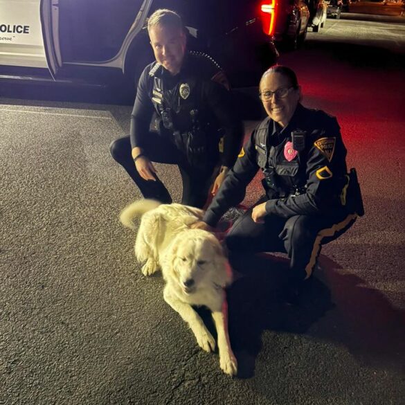 Dog found by evesham township police turned over to animal control - photo licensed by shore news network.