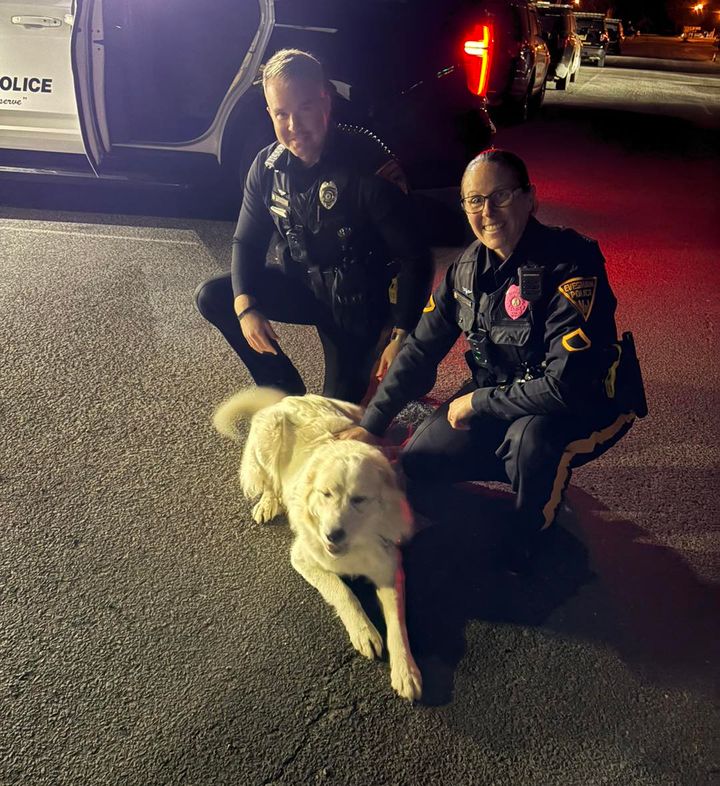 Dog found by Evesham Township police turned over to animal control