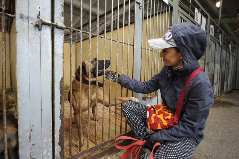 Legislation to Redistribute Surplus Animal License Fees for Cruelty Law Enforcement Advances