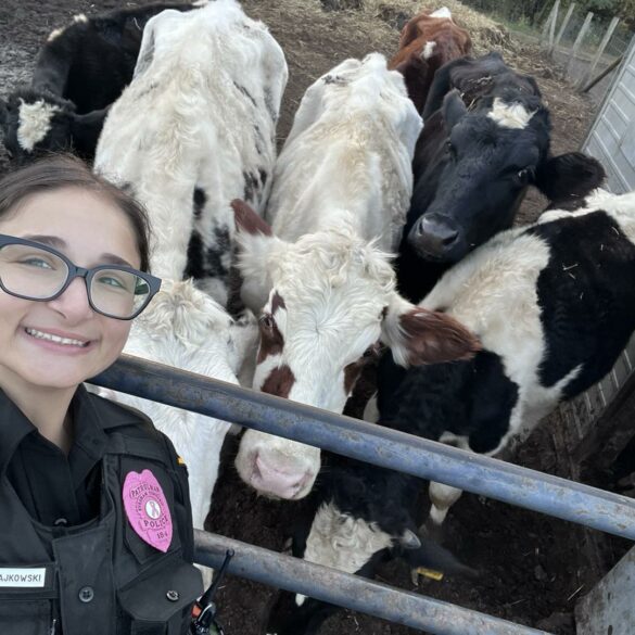 Cow returned home safely by local officer after making a run for it - photo licensed by shore news network.