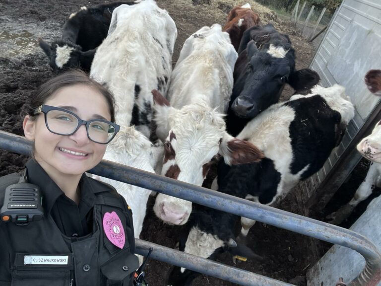 Cow returned home safely by local officer after making a run for it - photo licensed by shore news network.