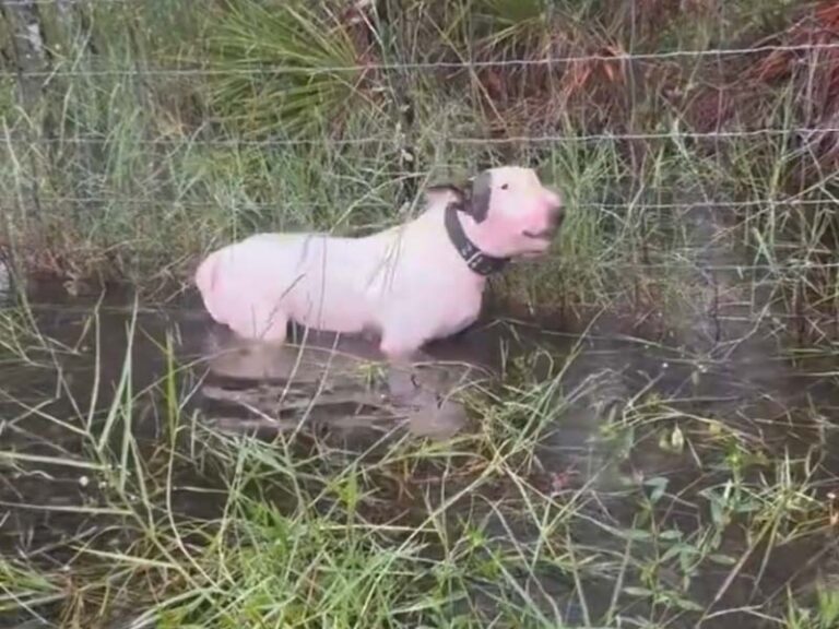 Who does this? Florida trooper rescues dog abandoned and tied to fence in deep water ahead of milton - photo licensed by shore news network.