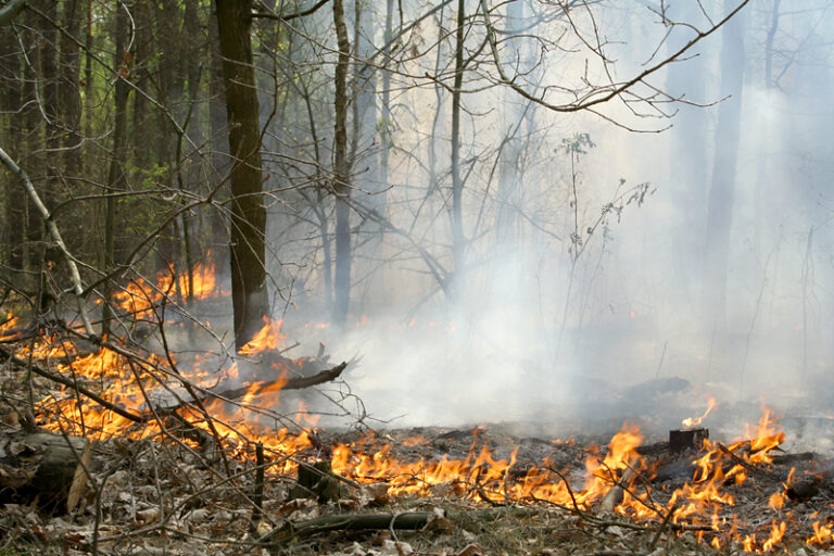 Maryland issues statewide ban on open air burning due to wildfire risk - photo licensed by shore news network.