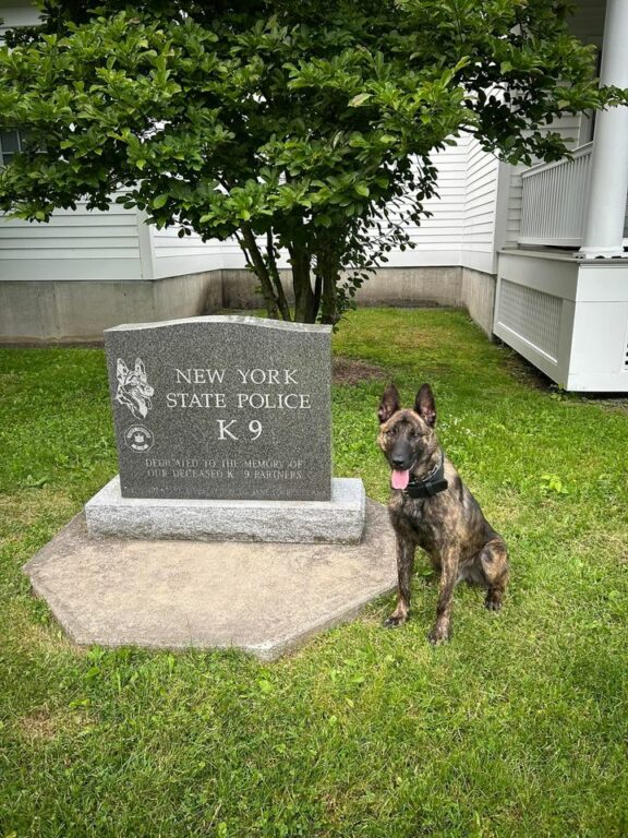 New York State Police Welcomes K9 Perkins to Team