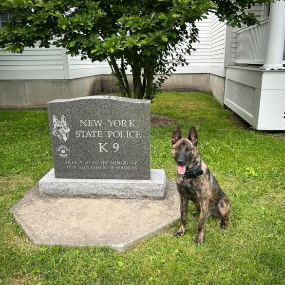 New york state police welcomes k9 perkins to team - photo licensed by shore news network.