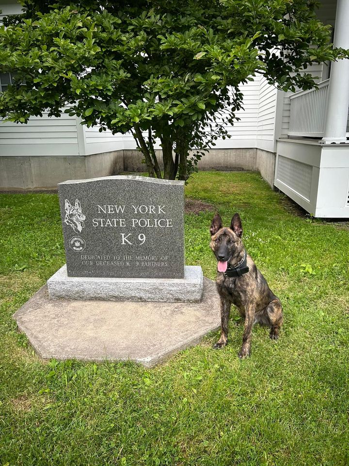New York State Police Welcomes K9 Perkins to Team