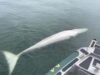 Dead minke whale found in Raritan Bay off New Jersey shoreline