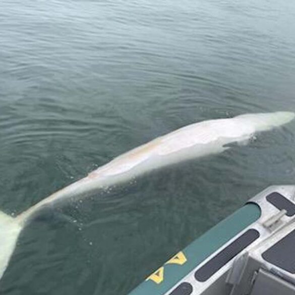 Dead minke whale found in raritan bay off new jersey shoreline - photo licensed by shore news network.