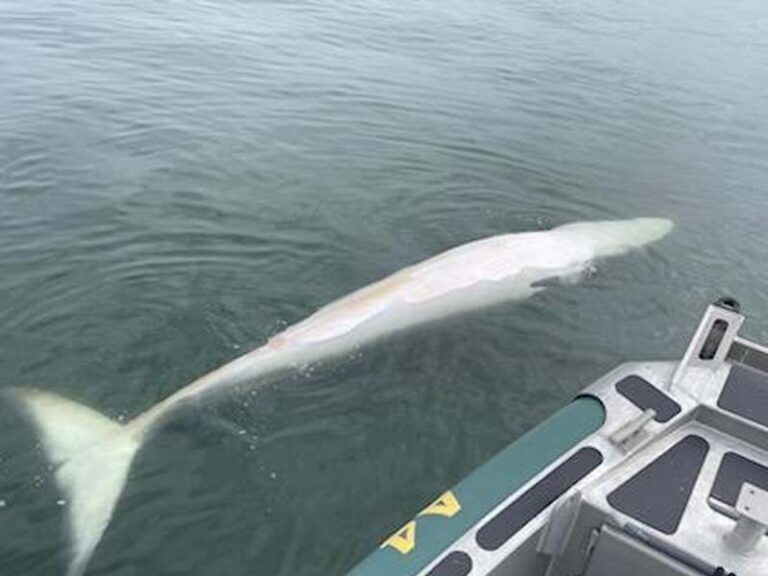 Dead minke whale found in raritan bay off new jersey shoreline - photo licensed by shore news network.