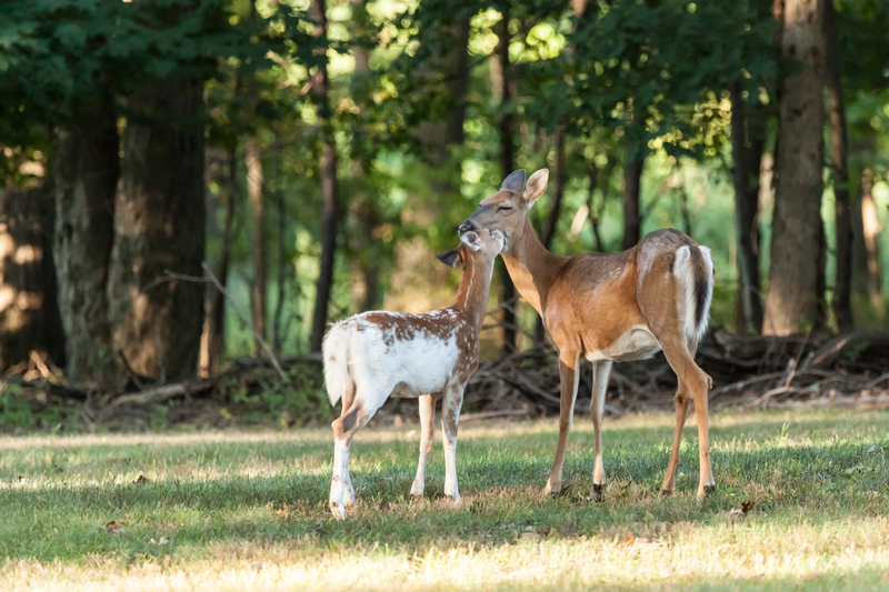 Pennsylvania Game Commission warns of increased poaching during firearms deer season