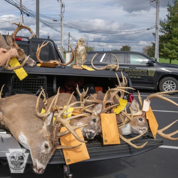 Pennsylvania poaching ring busted, 71 charges filed against three bad actors - photo licensed by shore news network.