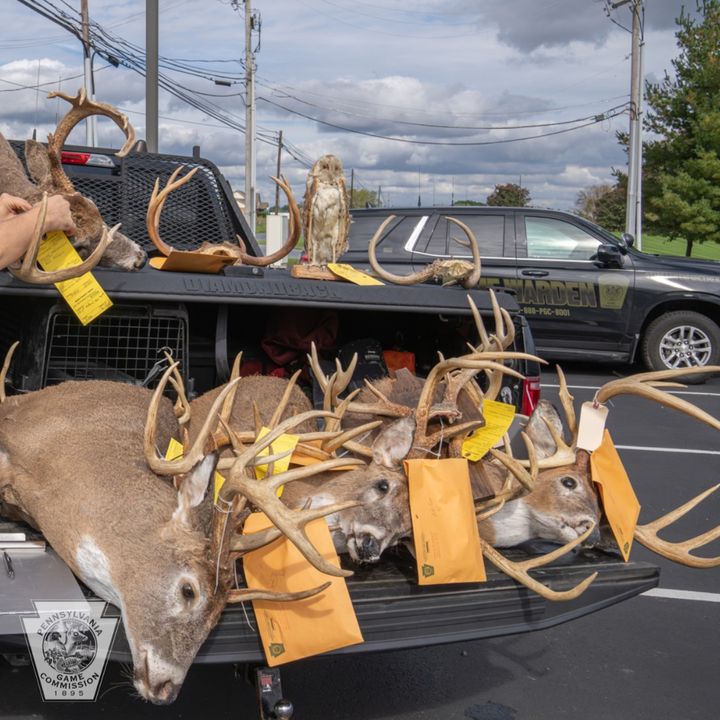 Pennsylvania Poaching Ring Busted, 71 Charges Filed Against Three Bad Actors