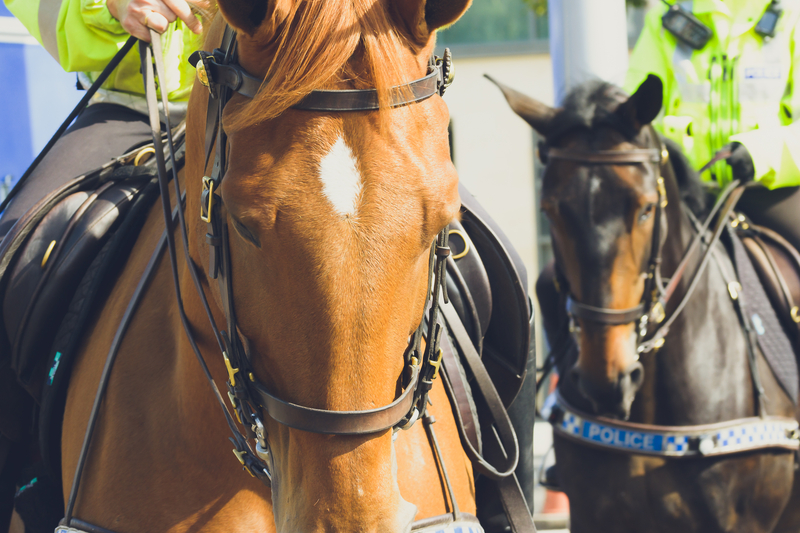 Family files $1 million lawsuit after Dallas police horse tramples teen at Texas State Fair